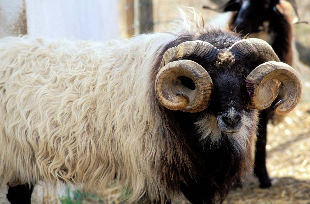 Kos ölt embert Veszprém megyében