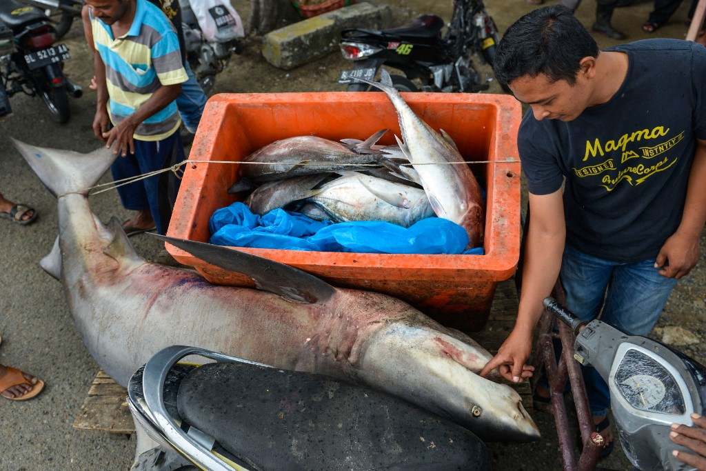 Undorító: egy veszélyeztetett cápafaj maradványait találták kutya- és macskaeledelben